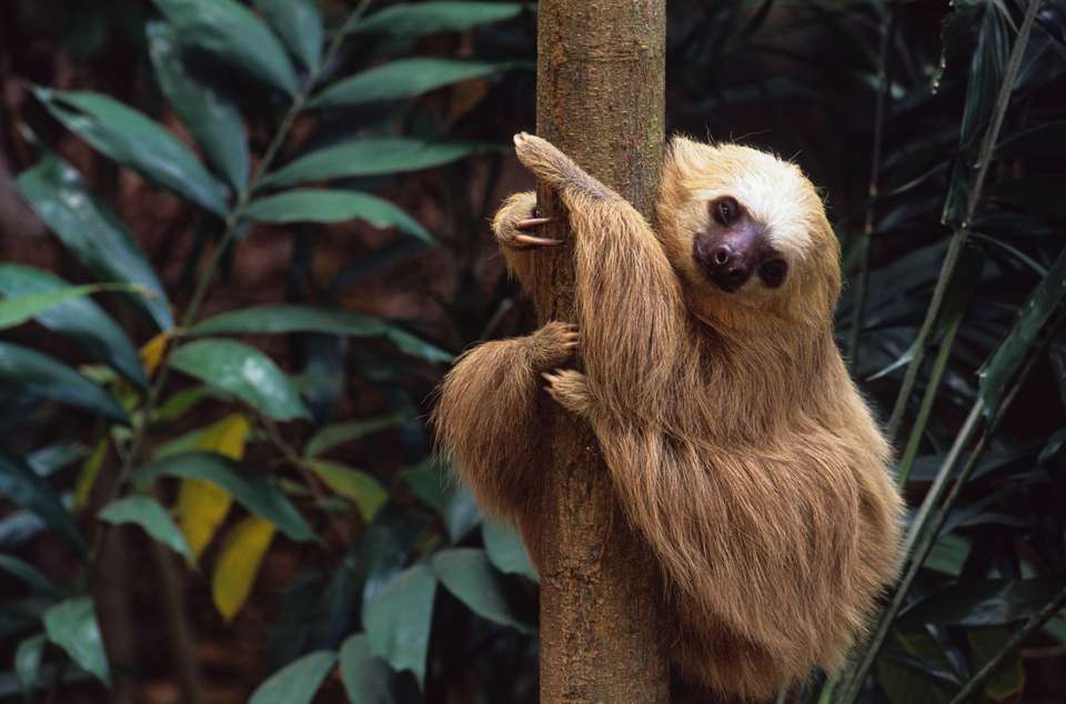 Panama & Costa Rica: Caribbean Coasts, Rainforests & Volcanoes (multi County) - Destination Services - Panama - Image 8