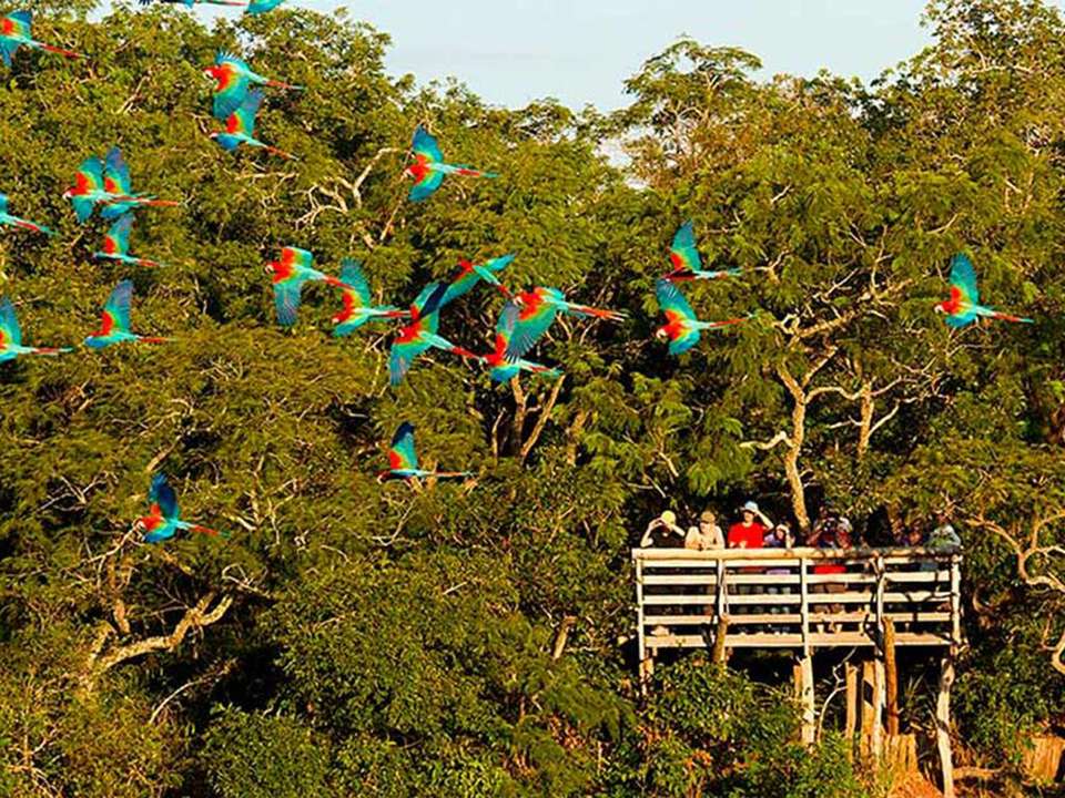 Pantanal & Bonito Experience 6D/5N - Bamba - Brazil - Image 4