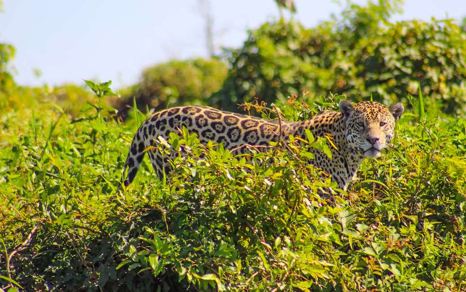 Pantanal - Land of the Jaguar - Exodus Adventure Travels - Brazil