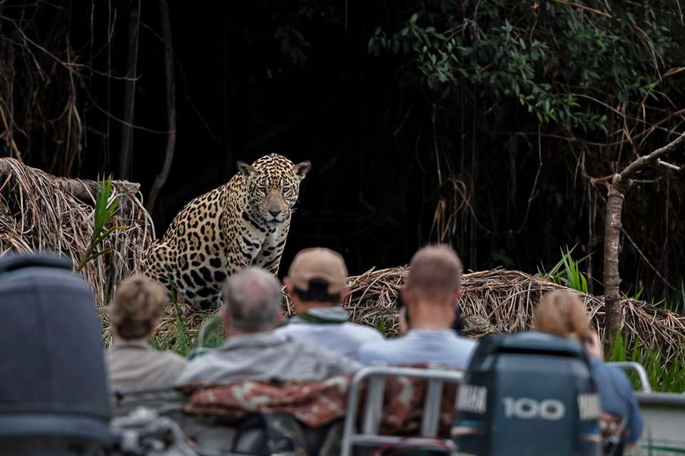 Pantanal - Land of the Jaguar - Exodus Adventure Travels - Brazil