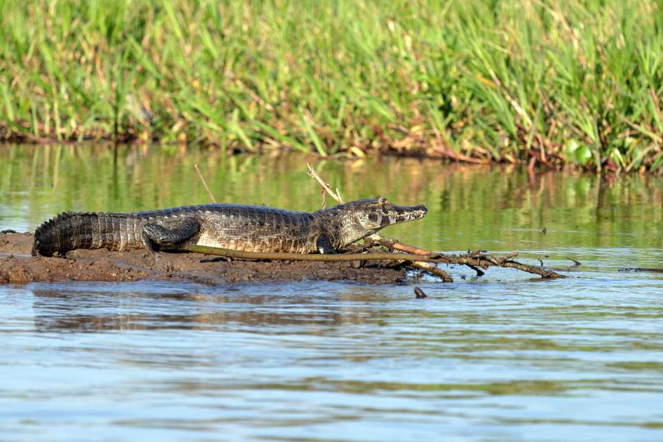 Pantanal - Land of the Jaguar - Exodus Adventure Travels - Brazil