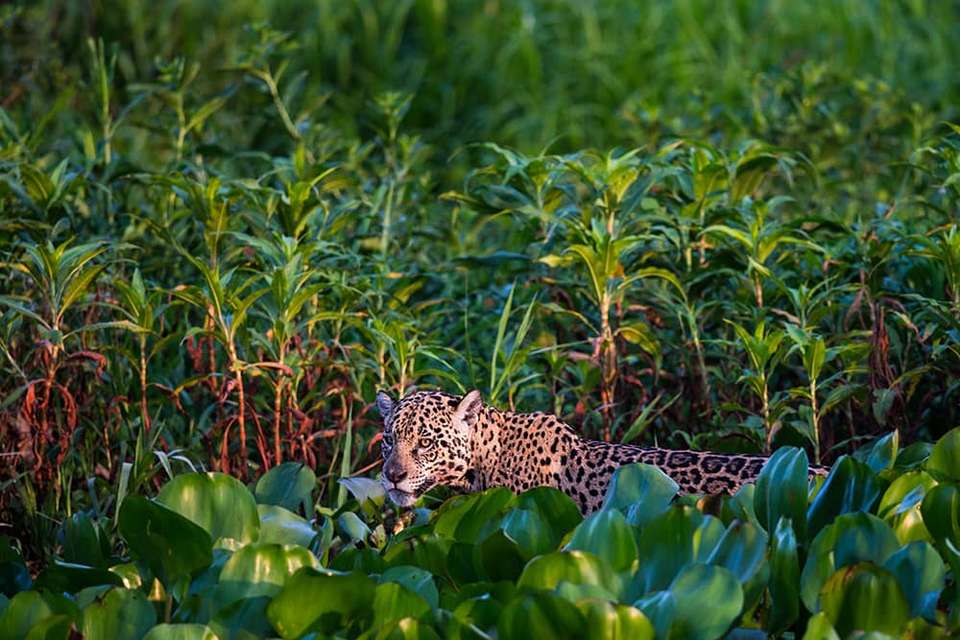 Pantanal - Land of the Jaguar - Exodus Adventure Travels - Brazil