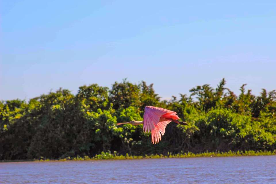Pantanal - Land of the Jaguar - Exodus Adventure Travels - Brazil