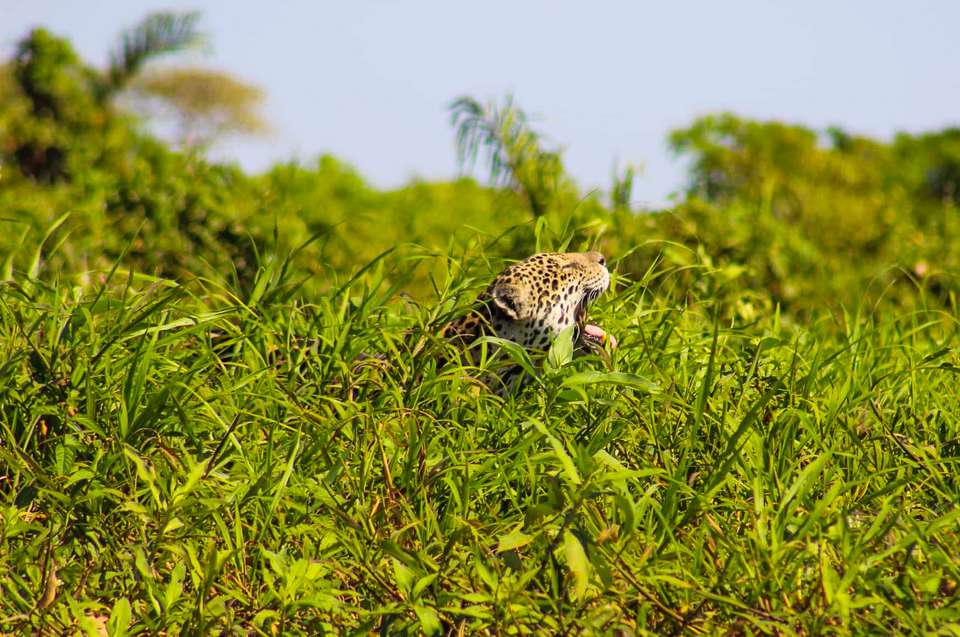 Pantanal - Land of the Jaguar - Exodus Adventure Travels - Brazil