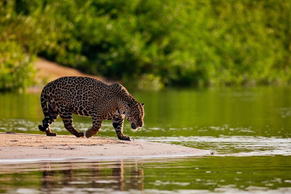 Pantanal - Land of the Jaguar - Exodus Adventure Travels - Brazil