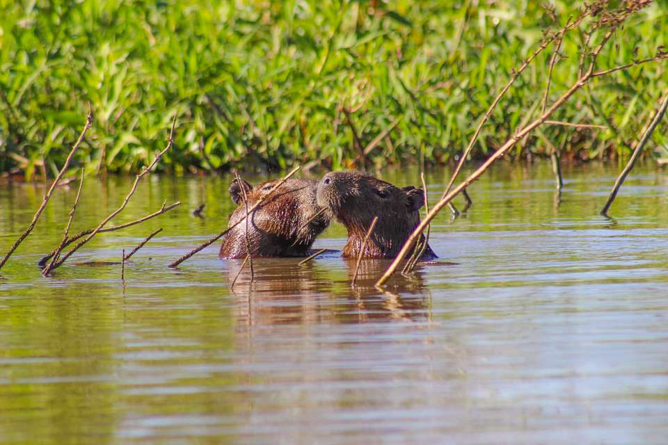 Pantanal - Land of the Jaguar - Exodus Adventure Travels - Brazil