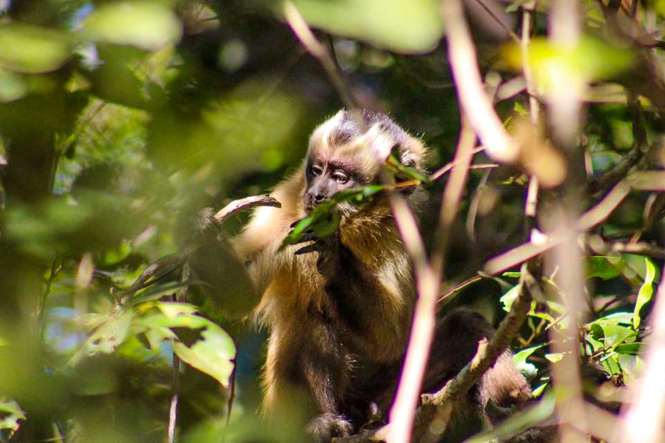 Pantanal - Land of the Jaguar - Exodus Adventure Travels - Brazil