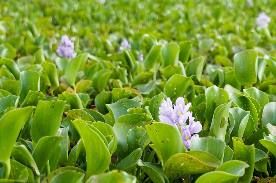 Pantanal - Land of the Jaguar - Exodus Adventure Travels - Brazil