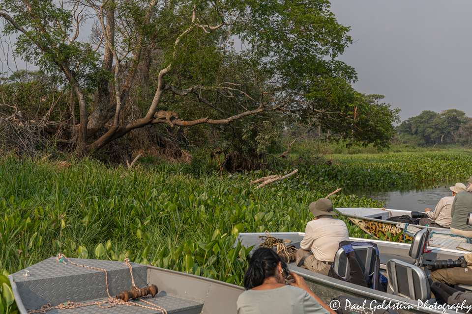 Pantanal - Land of the Jaguar - Exodus Adventure Travels - Brazil