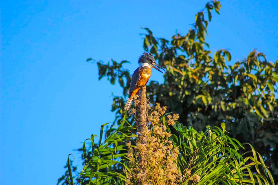 Pantanal - Land of the Jaguar - Exodus Adventure Travels - Brazil