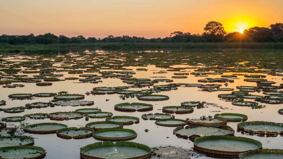 Pantanal Wildlife Experience - Nattrip - Brazil - Image 2