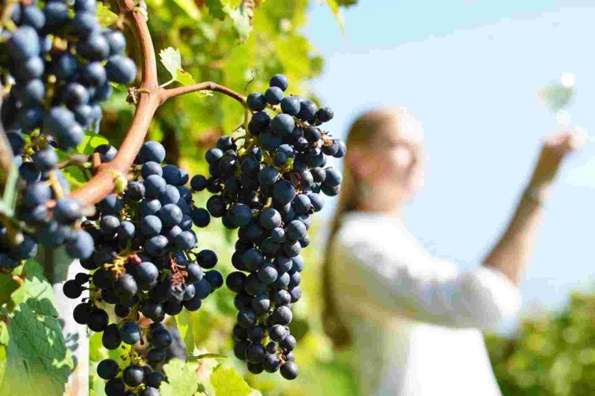 Paris, Loire Valley & Bordeaux Escape