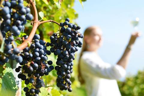 Paris Explorer Tour: Paris, Loire Valley & Bordeaux Escape
