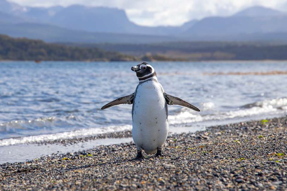 Patagonia - Collette Tours - Argentina - Image 5