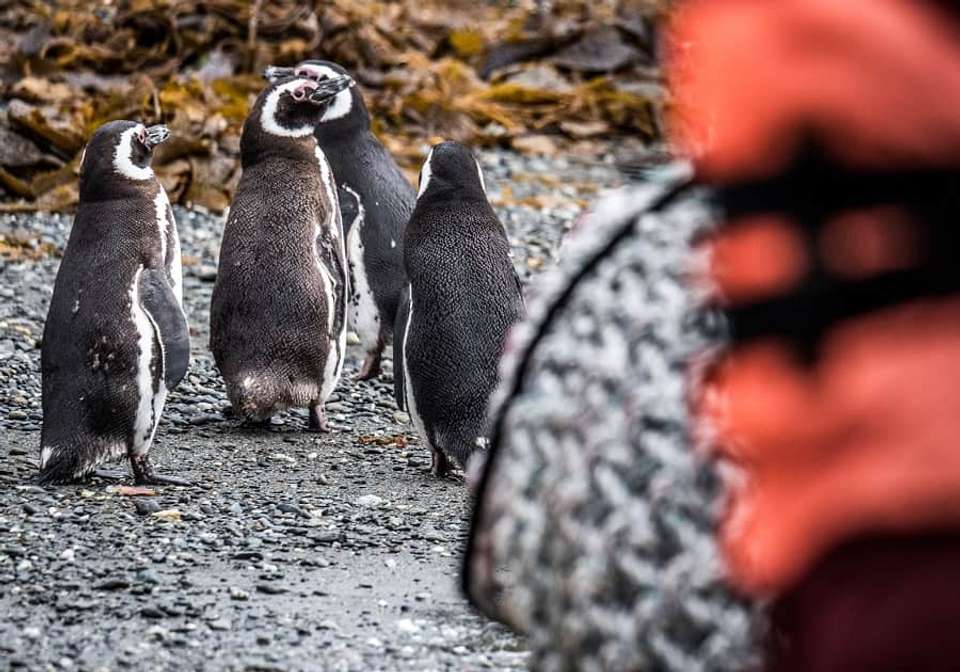 Patagonian Explorer Cruise - Indus Travels - Argentina - Image 4