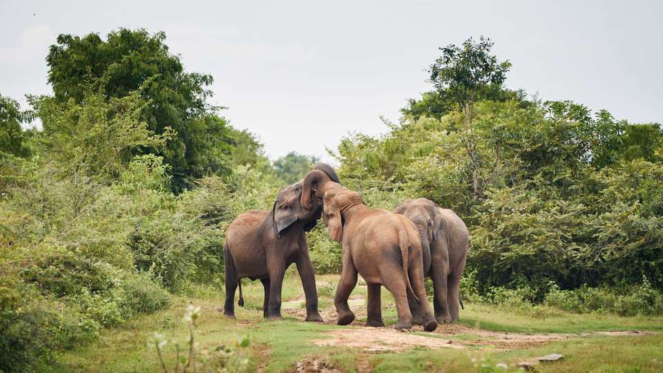 Pearl of Sri Lanka Discovery Tour - Tweet World Travel - Sri Lanka - Image 2
