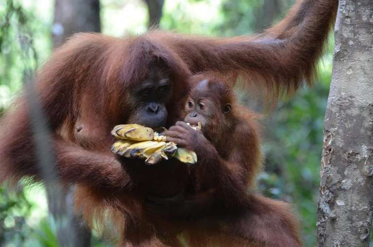 PENANG TO SINGAPORE (18 days) South East Asia High trip - alternative tour available