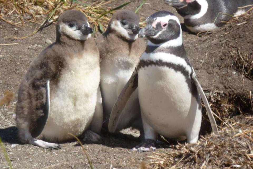 Penguin Colony Boat Ride from Ushuaia - Tangol Tours - Argentina - Image 1