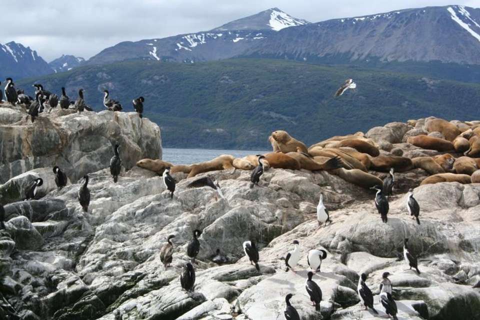 Penguin Colony Boat Ride from Ushuaia - Tangol Tours - Argentina - Image 5