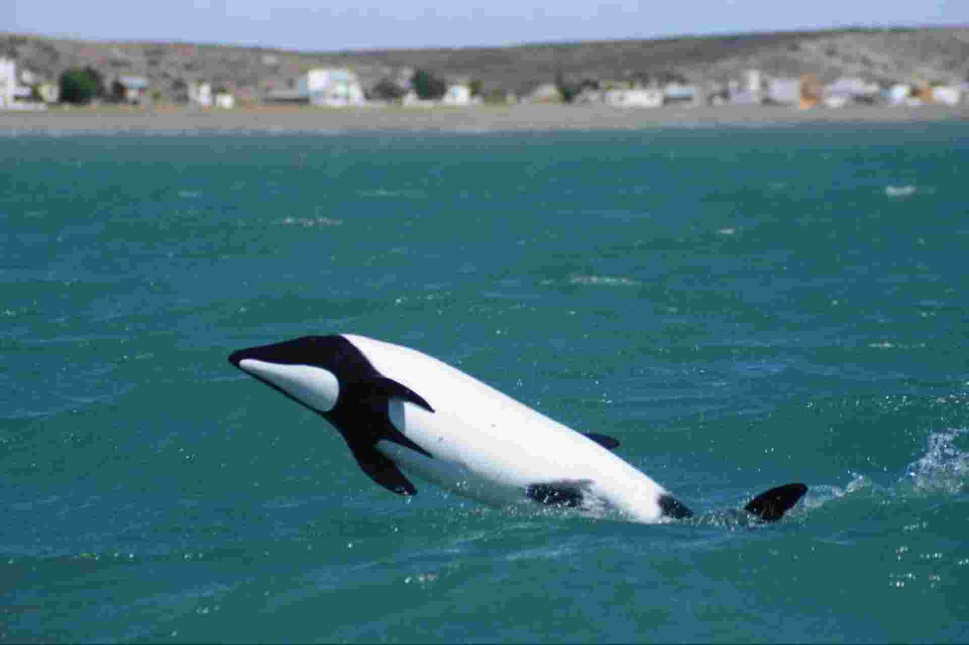 Penguins & Dolphin Watching at Punta Tombo