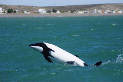 Patagonia Tailor-made Vacation Packages: Penguins & Dolphin Watching At Punta Tombo