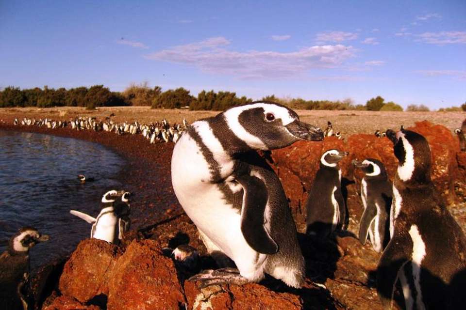 Penguins & Dolphin Watching at Punta Tombo - Tangol Tours - Argentina - Image 2