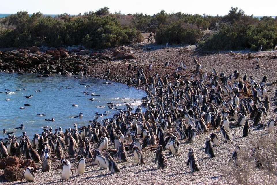 Penguins & Dolphin Watching at Punta Tombo - Tangol Tours - Argentina - Image 3
