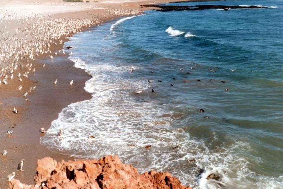 Penguins & Dolphin Watching at Punta Tombo - Tangol Tours - Argentina - Image 4