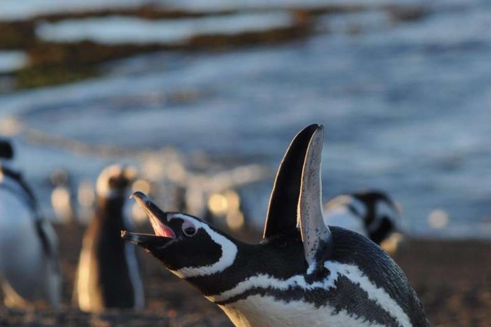 Penguins & Dolphin Watching at Punta Tombo - Tangol Tours - Argentina - Image 5