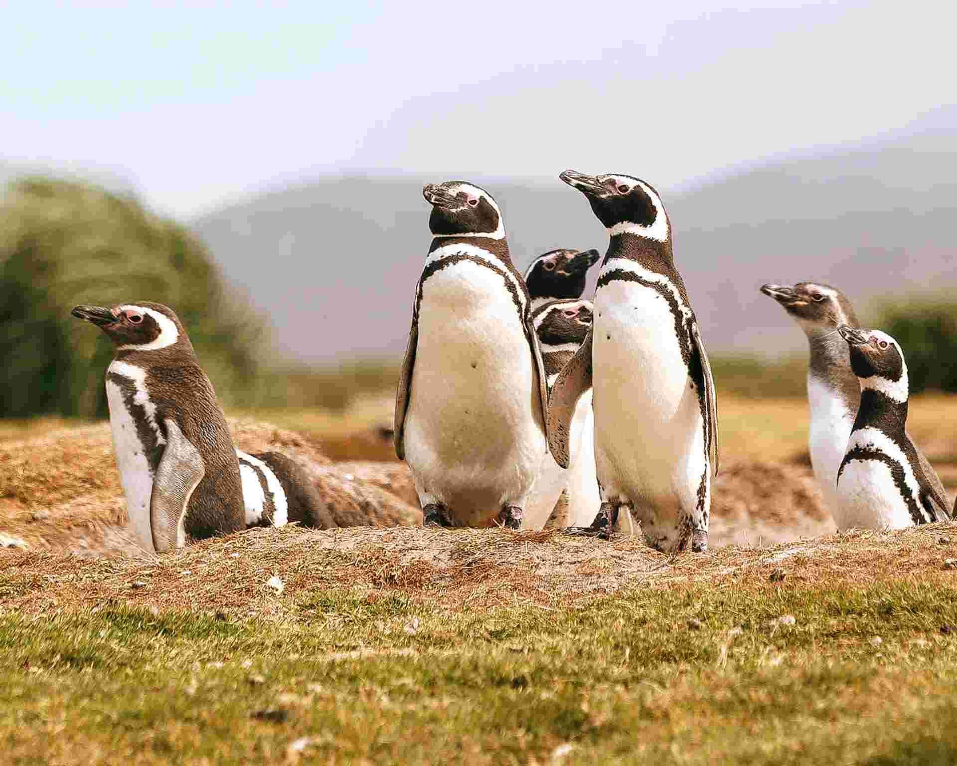 Penguins of the Far South: Falklands, South Georgia and Antarctica
