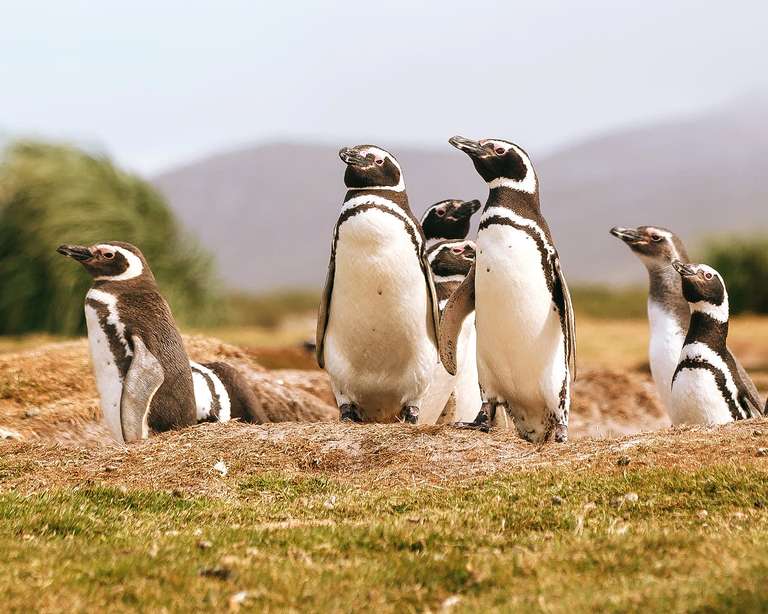 Penguins of the Far South: Falklands, South Georgia and Antarctica - Fall tours