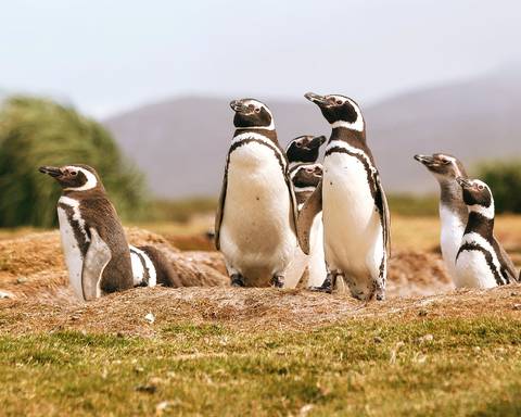 Penguins Of The Far South: Falklands, South Georgia And Antarctica - Fall Tours