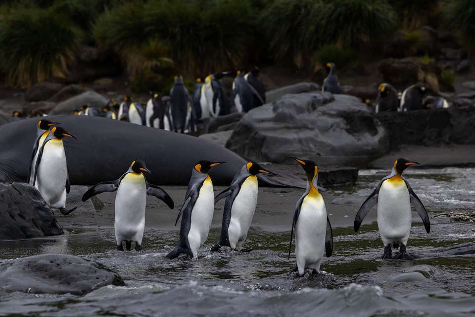 Penguins of the Far South: Falklands, South Georgia and Antarctica - Quark Expeditions - Argentina - Image 2
