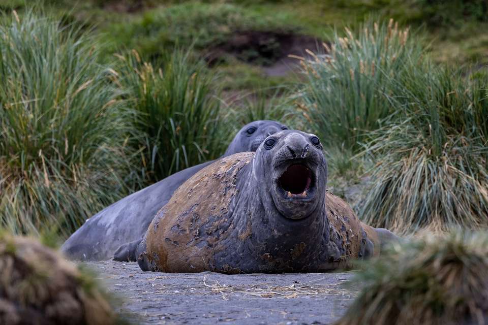 Penguins of the Far South: Falklands, South Georgia and Antarctica - Quark Expeditions - Argentina - Image 3