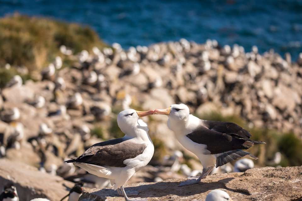 Penguins of the Far South: Falklands, South Georgia and Antarctica - Quark Expeditions - Argentina - Image 4
