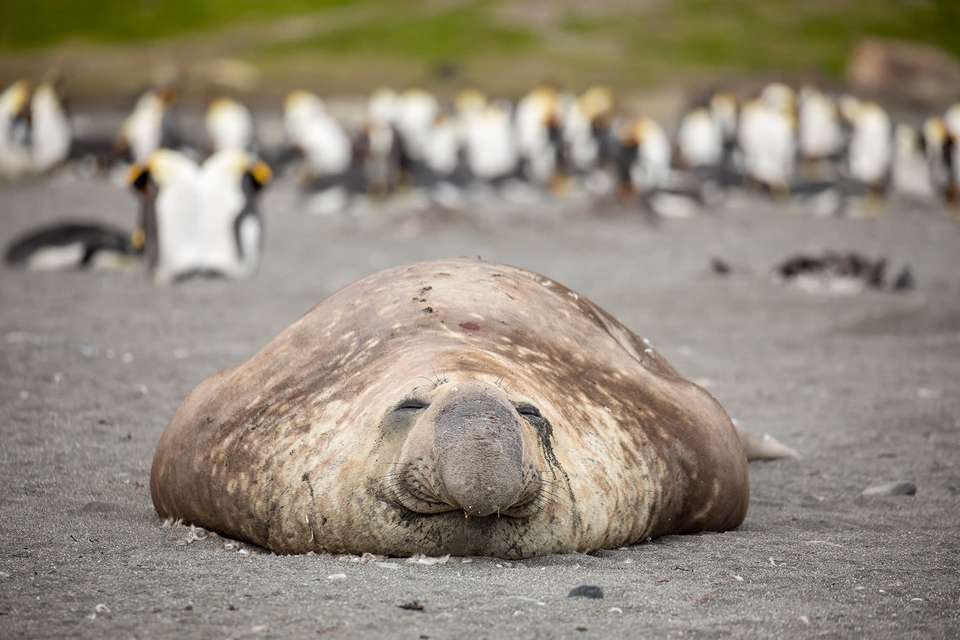 Penguins of the Far South: Falklands, South Georgia and Antarctica - Quark Expeditions - Argentina - Image 5