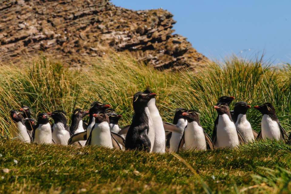 Penguins of the Far South: Falklands, South Georgia & Antarctica - Exodus Adventure Travels - Argentina - Image 18