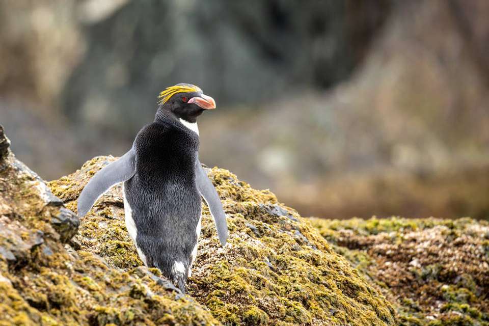 Penguins of the Far South: Falklands, South Georgia & Antarctica - Exodus Adventure Travels - Argentina - Image 17