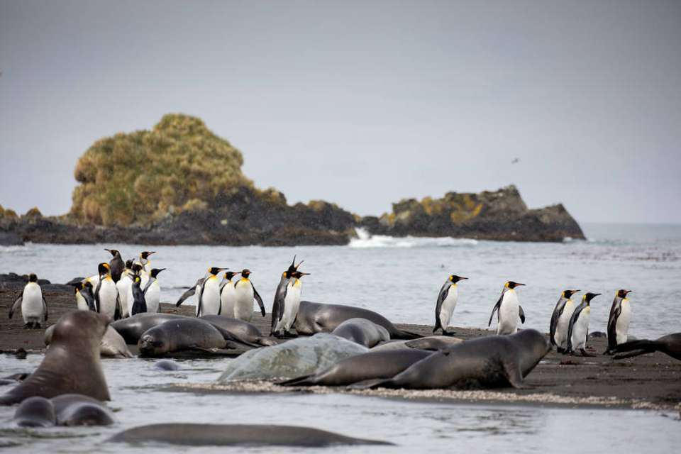 Penguins of the Far South: Falklands, South Georgia & Antarctica - Exodus Adventure Travels - Argentina - Image 14