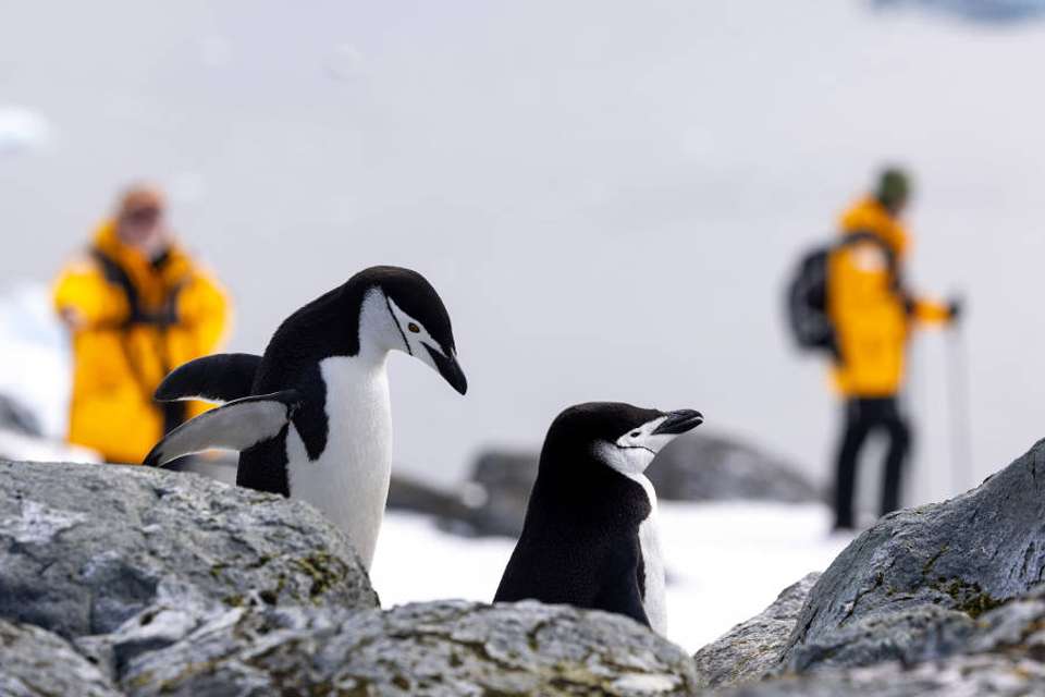 Penguins of the Far South: Falklands, South Georgia & Antarctica - Exodus Adventure Travels - Argentina - Image 12