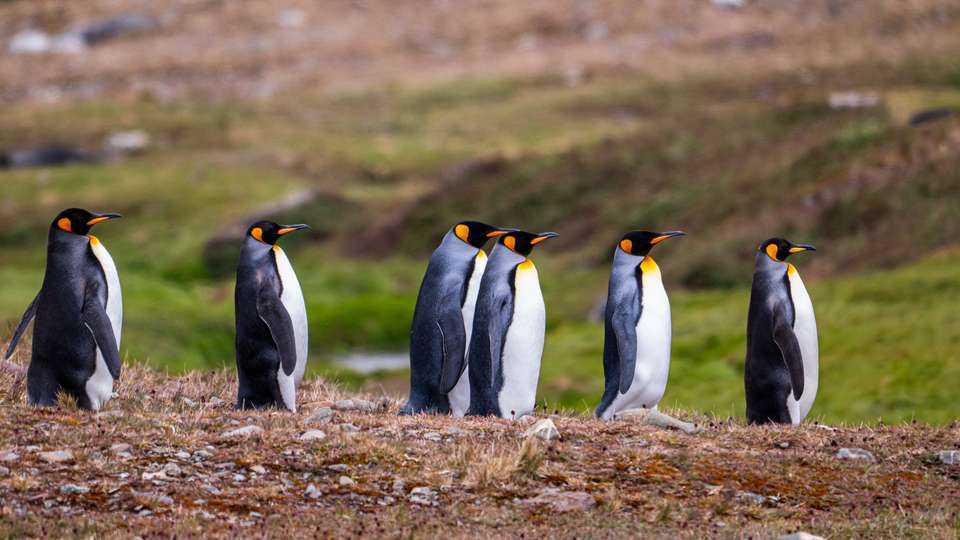 Penguins of the Far South: Falklands, South Georgia & Antarctica - Exodus Adventure Travels - Argentina - Image 9
