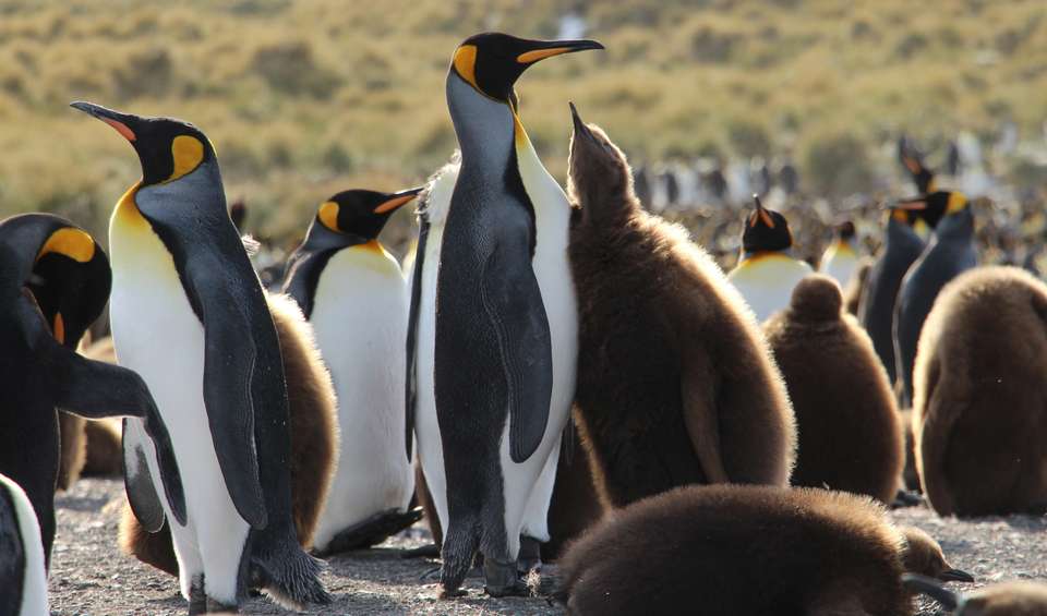 Penguins of the Far South: Falklands, South Georgia & Antarctica - Exodus Adventure Travels - Argentina - Image 4