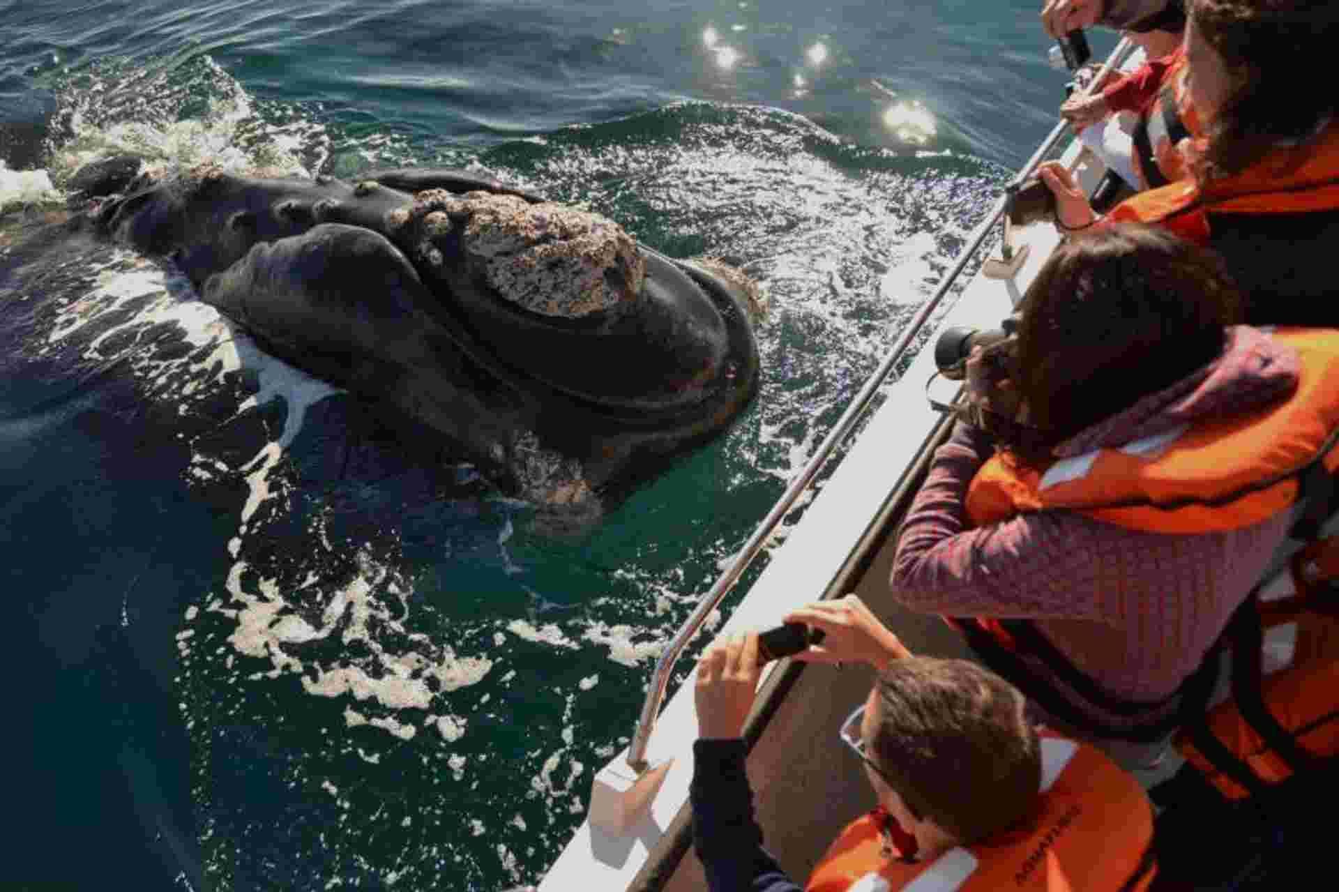 Peninsula Valdes & Whale Watching Tour from Puerto Madryn