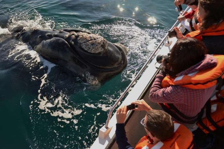Peninsula Valdes & Whale Watching Tour from Puerto Madryn trip - alternative tour available