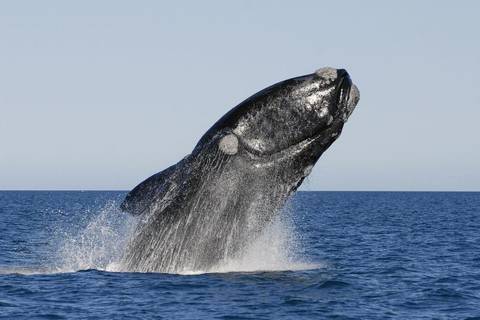 Argentina Guided And Escorted Tours: Peninsula Valdes Day Trip With Optional Whale Watching