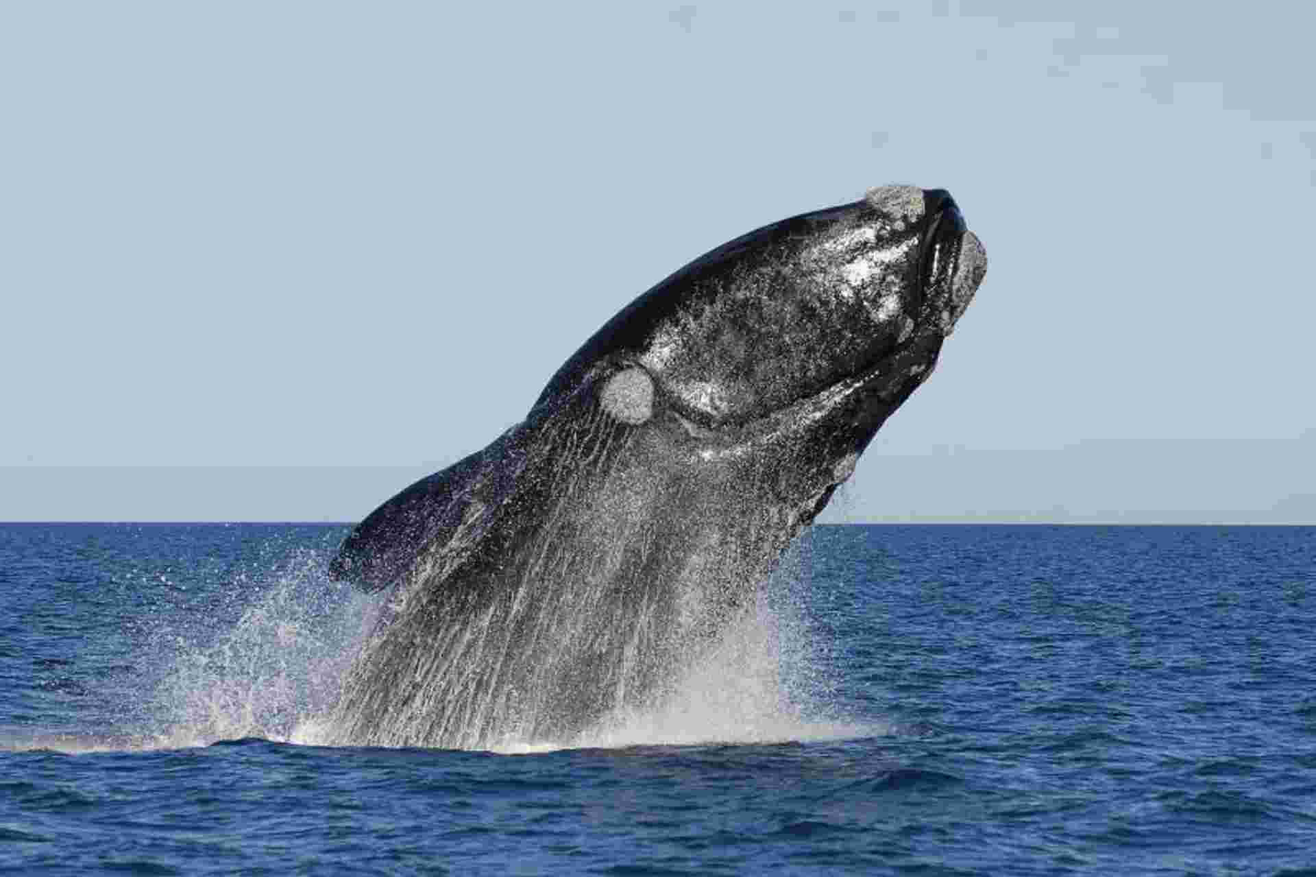 Peninsula Valdes Day Trip with optional Whale Watching