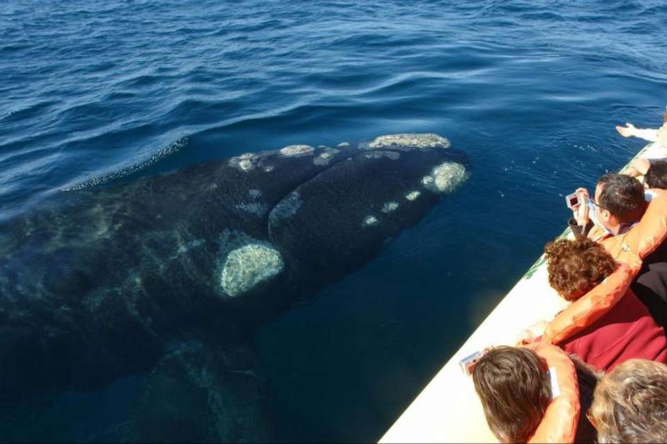Peninsula Valdes Day Trip with optional Whale Watching - Tangol Tours - Argentina - Image 3