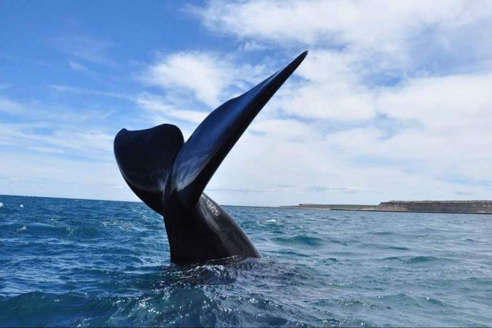 Peninsula Valdes Day Trip with optional Whale Watching - Tangol Tours - Argentina - Image 4