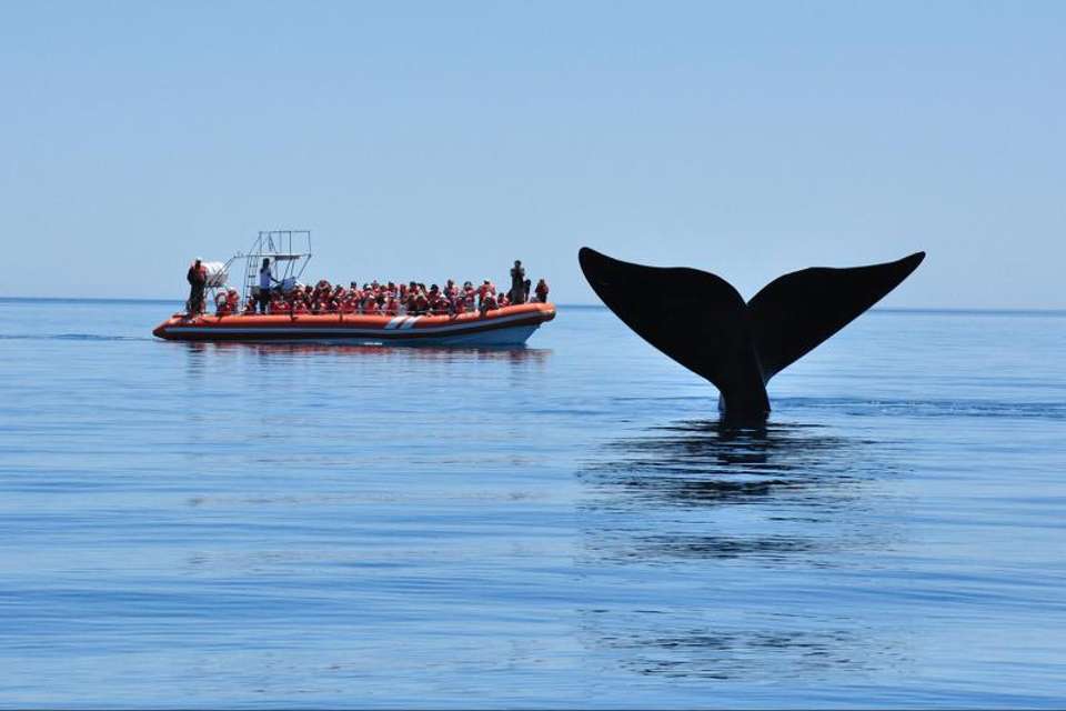 Peninsula Valdes Day Trip with optional Whale Watching - Tangol Tours - Argentina - Image 6