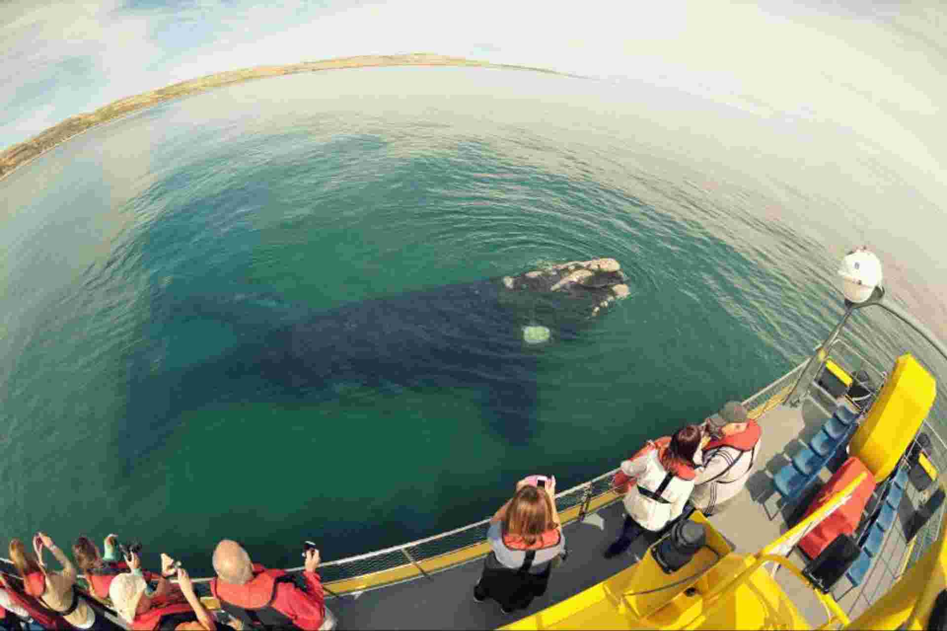 Peninsula Valdes Submarine Whale Watching